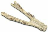 Fossil Hyaenodon Mandible - South Dakota #342304-1
